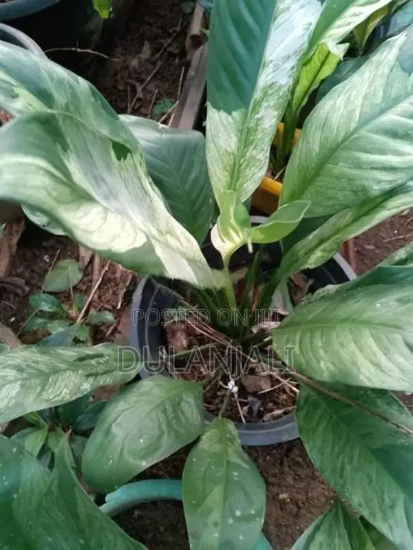 Peace Lily Plants