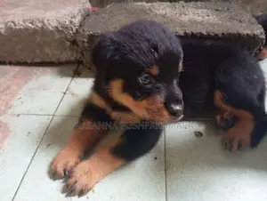 Rottweiler Puppies