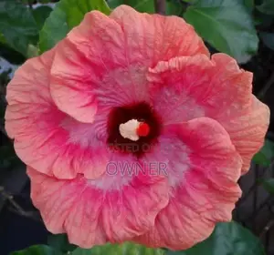Hibiscus