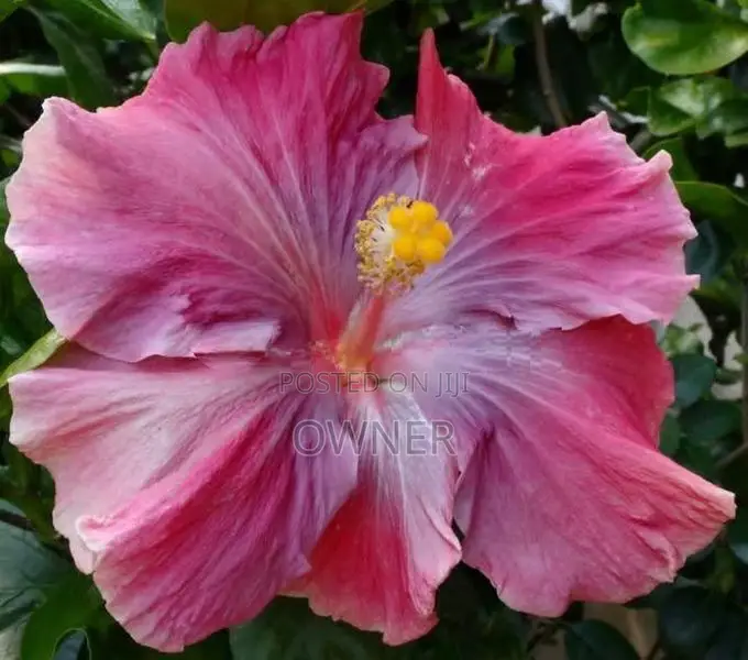 Hibiscus