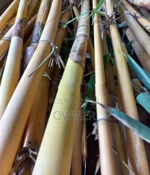 Bamboo