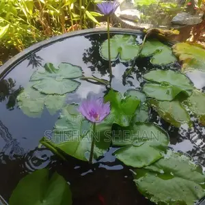 Water lilly plant