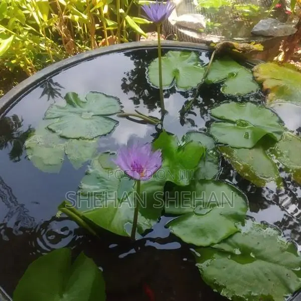Water lilly plant