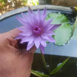 Water lilly plant