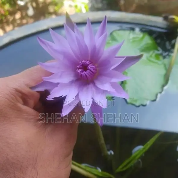 Water lilly plant