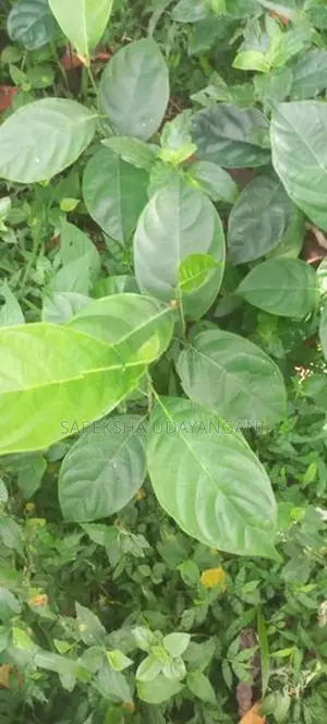 කොස් පැල
