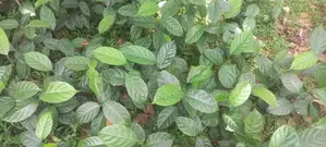 කොස් පැල
