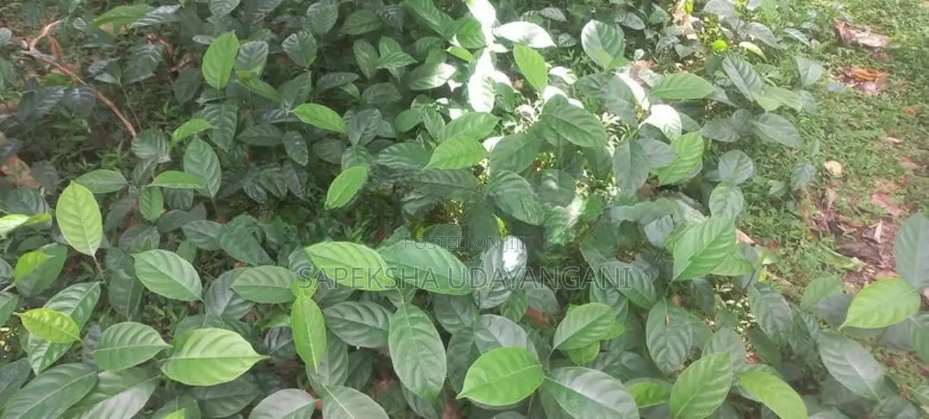 කොස් පැල