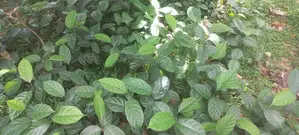 කොස් පැල