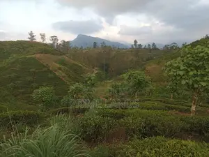 Land for Sale in Hatton
