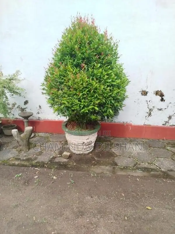 Flower Plants