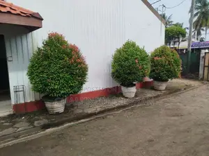Flower Plants