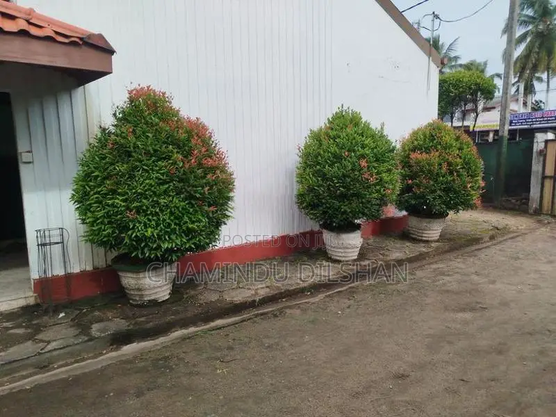 Flower Plants