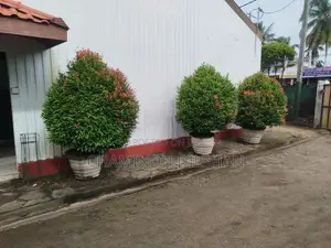 Flower Plants