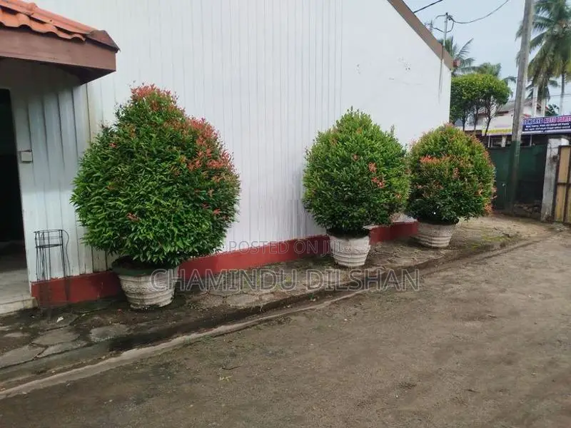 Flower Plants