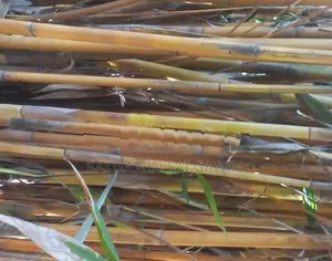 Bamboo Sticks