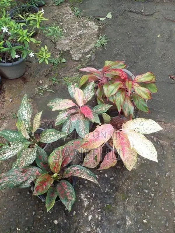 විසිතුරු මල් පැල
