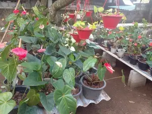 විසිතුරු මල් පැල
