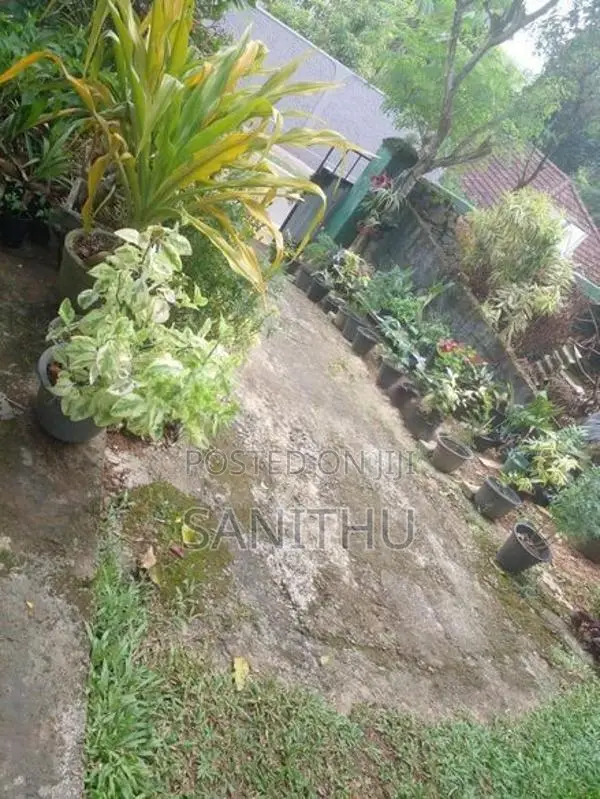 විසිතුරු මල් පැල