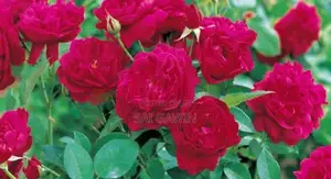 ஊர் றோஸ் Plant