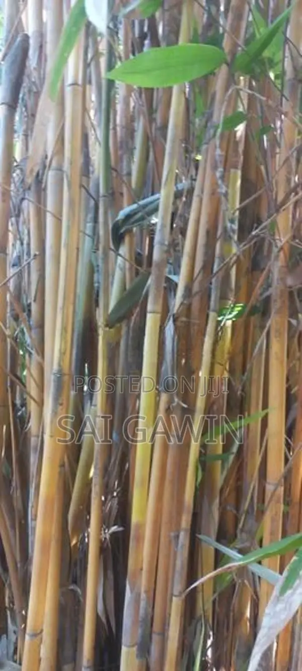 Bamboo Plant