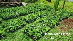 Banana Plants