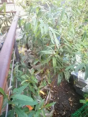 කුබුක් ගස්