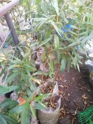 කුබුක් ගස්