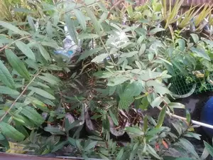 කුබුක් ගස්