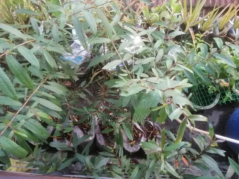 කුබුක් ගස්