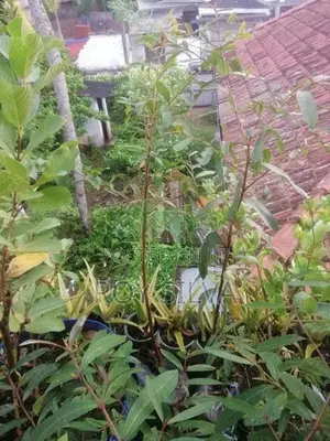 කුබුක් ගස්