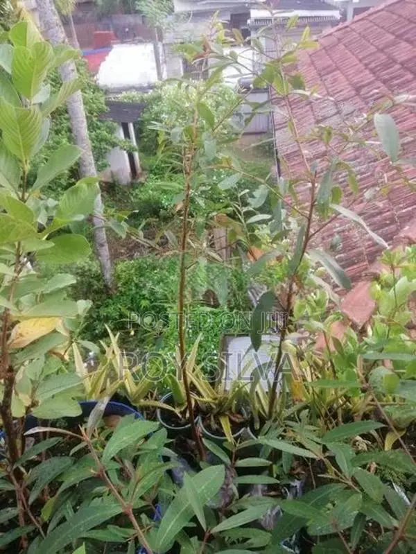 කුබුක් ගස්