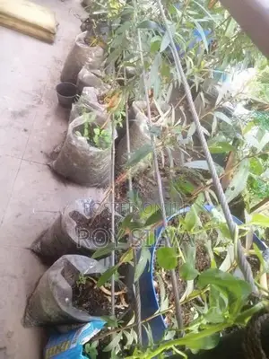 කුබුක් ගස්