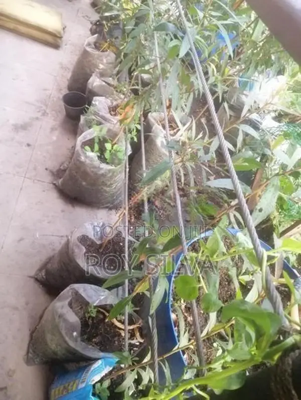 කුබුක් ගස්