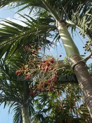 Palm Plants