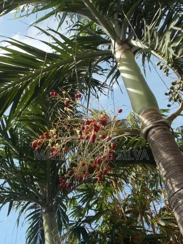 Palm Plants