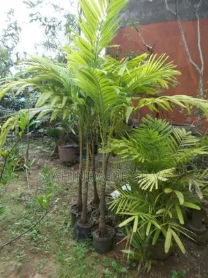 Palm Plants