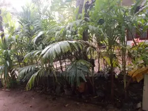 Palm Plants