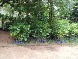 අගාර්වූඩ් පැල