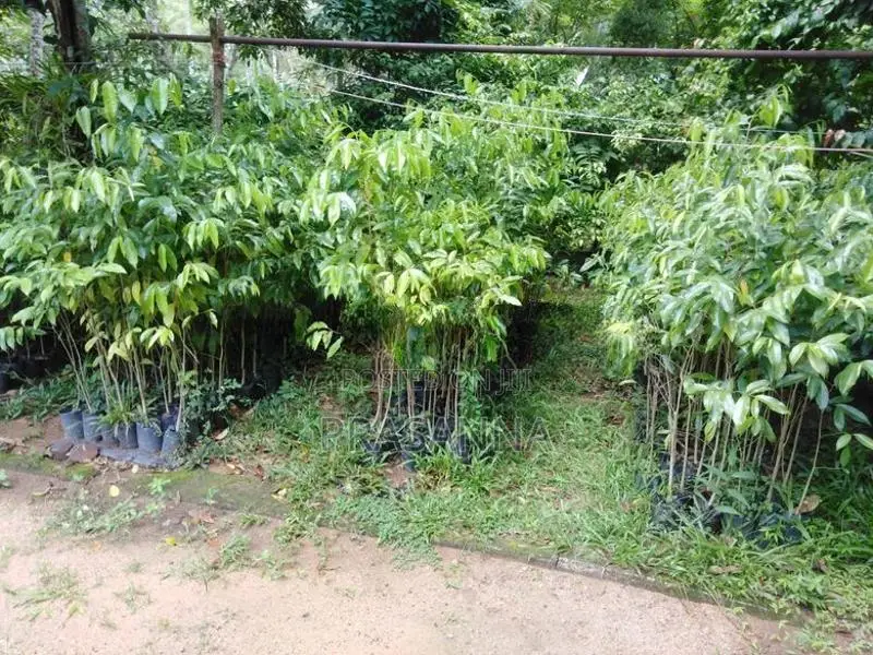 අගාර්වූඩ් පැල