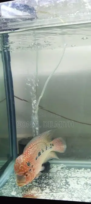 Flower horn