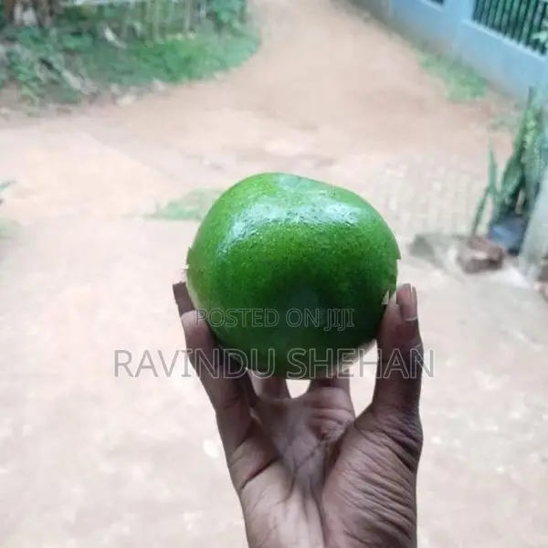 lඅලි පේර