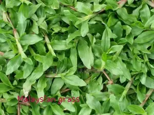 Landscaping Grass