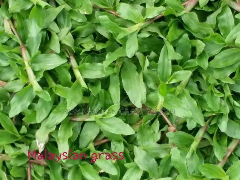 Landscaping Grass
