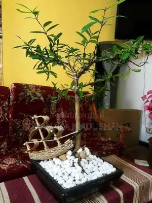 කුඹුක් බොන්සායි
