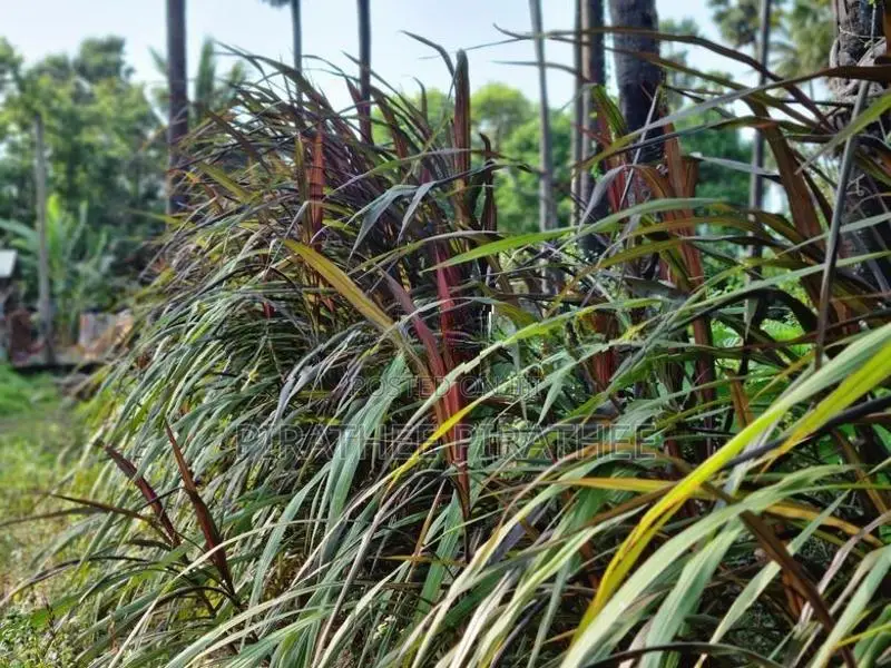 வளர்ப்பு புல் தண்டு
