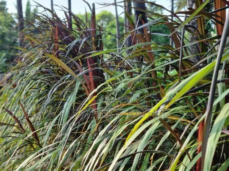 வளர்ப்பு புல் தண்டு