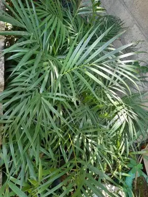 Areca Palm Plants