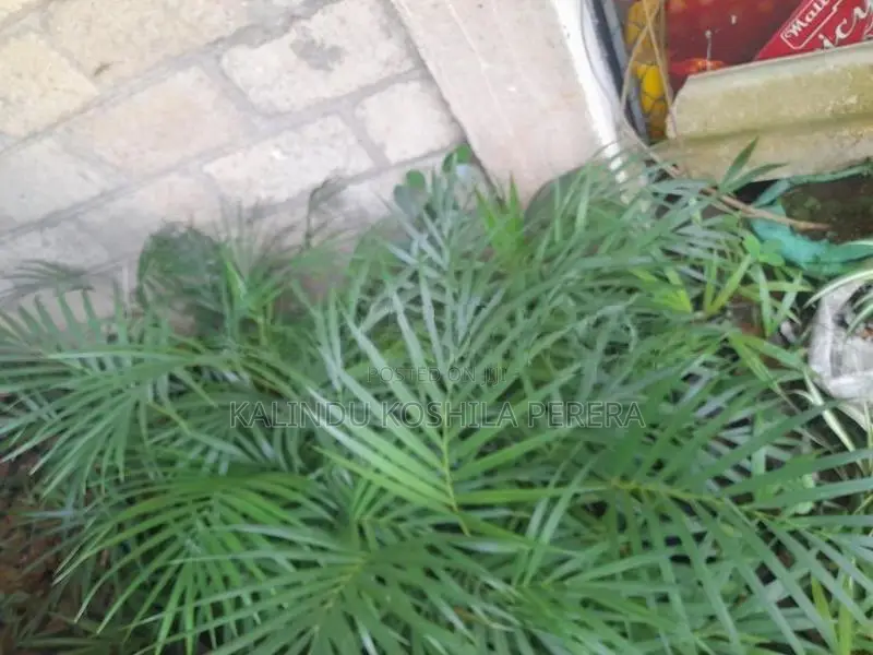 Areca Palm Plants