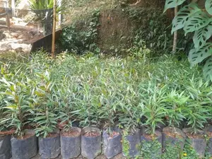 Areca Palm Plants